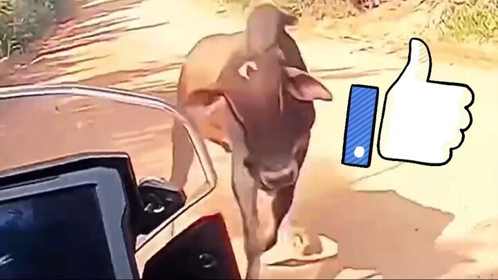 Cow hates mototrcycle