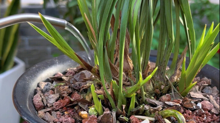 Saving Orchids #Orchids #Flower-Keeping Tips #FlowersAndPlants