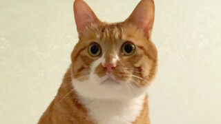 ฉันไปอาบน้ำหน่อย ทุกคนช่วยดูแมวให้หน่อยนะ