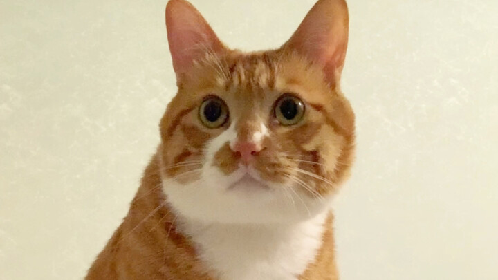 ฉันไปอาบน้ำหน่อย ทุกคนช่วยดูแมวให้หน่อยนะ