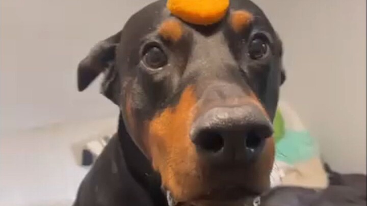 One word that dehydrates dogs