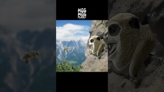 meerkat - MOGMOG PLANET Observation Diary | It's Anime #shorts #anime #animals