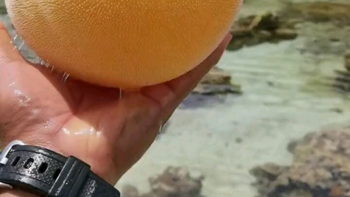 Mango Brand Pufferfish