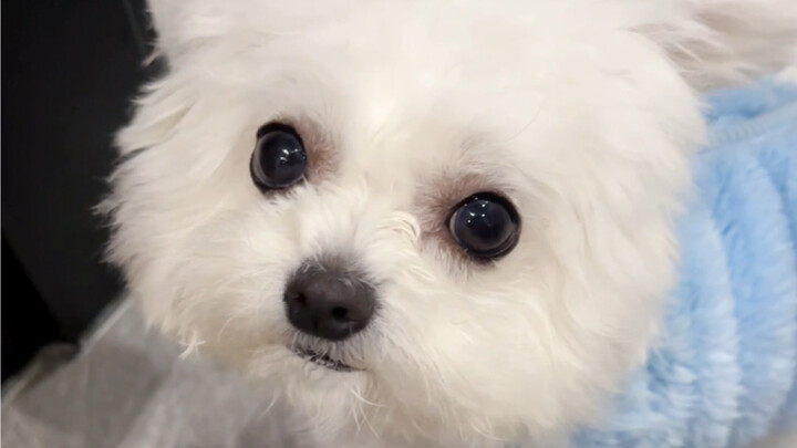 摸狗的时候突然亲它一下