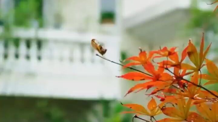 คุณอาขา ใครๆก็บอกว่าคุณคลั่งรัก