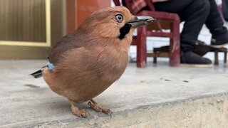Birds are so smart! A jay asked the old lady for sunflower seeds.