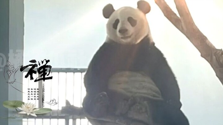 เจิ้งเซิง呀! บนโลกนี้ไม่มีหมีหมีที่นายแคร์อีกแล้วเหรอ?