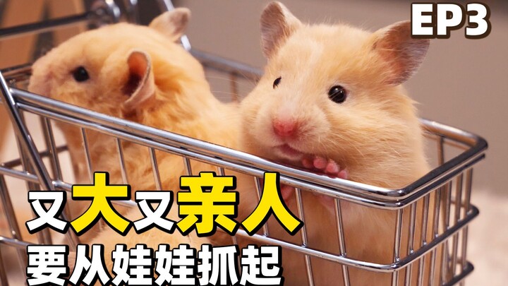 A big, affectionate hamster—how was it raised from the very beginning? [Hamster Baby Growth Diary EP