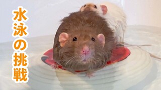 [Animals]]Can mice in southern China swim?