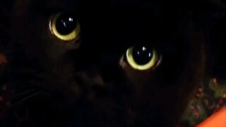 Seekor kucing yang suka bermain sembunyi (^･ｪ･^)