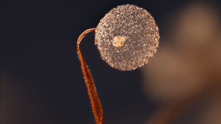 Some Weird and Wonderful Slime Molds