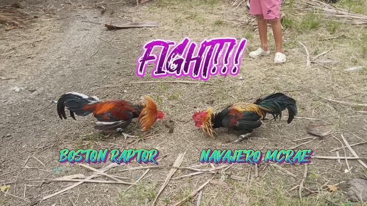 PERUVIAN NAVAJERO MCRAE VS BOSTON RAPTOR SPAR!!              JRP BACKYARD