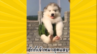 สัตว์เลี้ยงเพื่อนขนปุย : ฮักส์กี้เจ้าหมาสุดแสบ