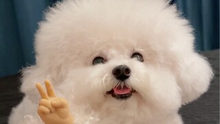 Puppy: I told you I'm my mom's real kid!!