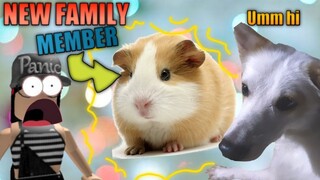 NEW FAMILY MEMBER! GOT A HAMSTER|| Meeting video