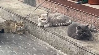 Cat: Today I will let you see what society is!