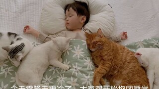 昨日霜降，天冷怎么办？猫咪们来给宝宝暖被子