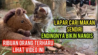 Subhanallah Allah Mengadopsi Anak Kucing Buta Yang Berteman Dengan Boneka..!