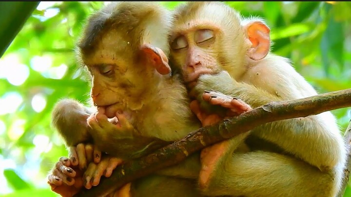 So adorable little monkeys dying with sleep on the tree