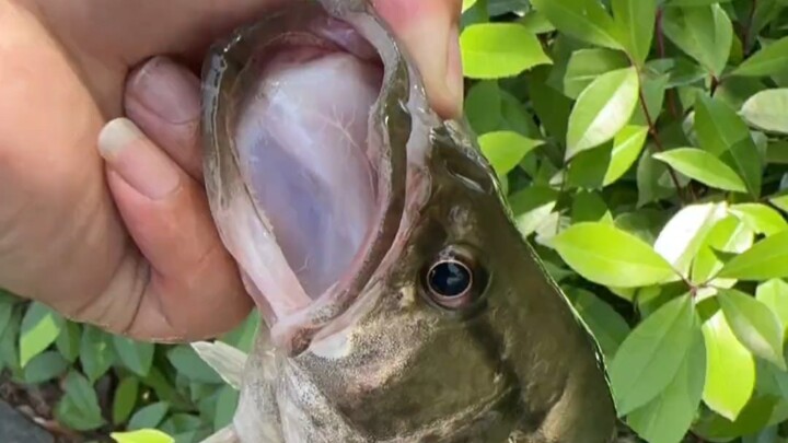 มันก็ไม่ต่างจากการไปตลาดสดแล้วหยิบปลาฟรีเลย