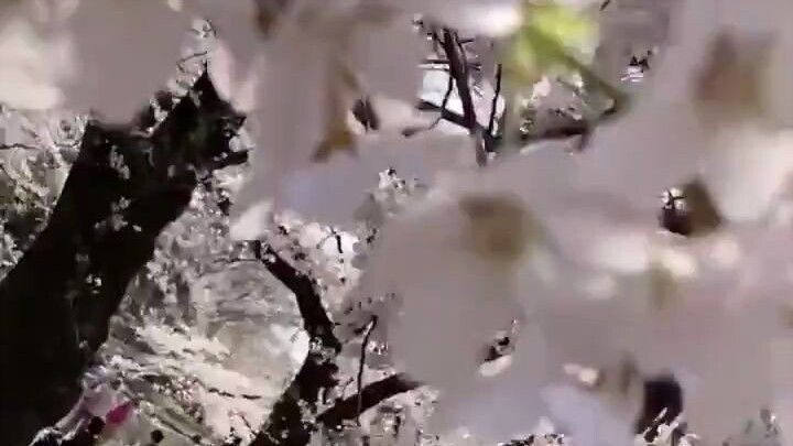 Watching cherry blossoms with my girlfriend