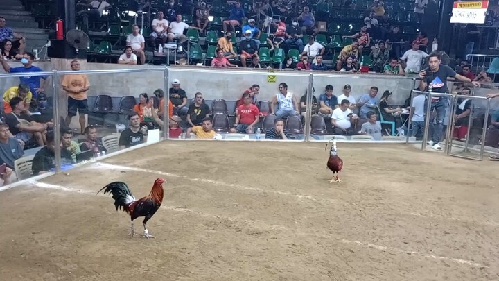 3 cock derby @ caybiga cockpit arena 2nd fyt win