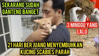 Masya Allah Akhirnya Kucing Scabie Ini Sudah Sembuh Mengharukan Semua Orang..!