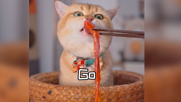 Cat takes on a 1-meter meat stick—down in one go, so impressive!