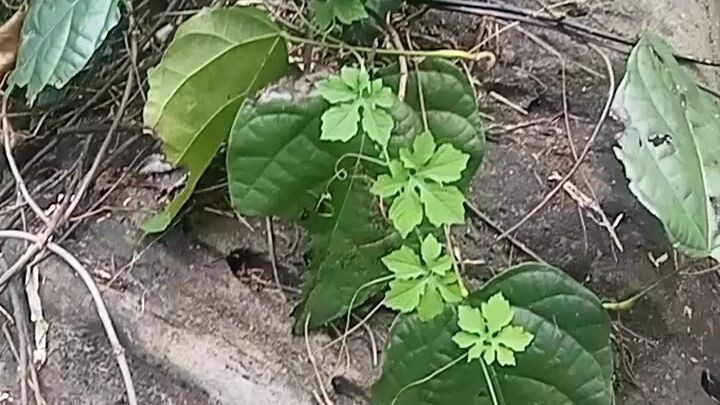 ano kayang sign nato