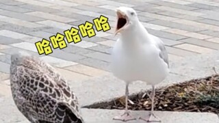 ساعدوني، أنا أموت من الضحك على هذه الطيور الغبية.