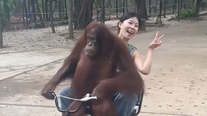 Evolusi berlangsung cepat, orangutan pun dijadwalkan masuk kerja.