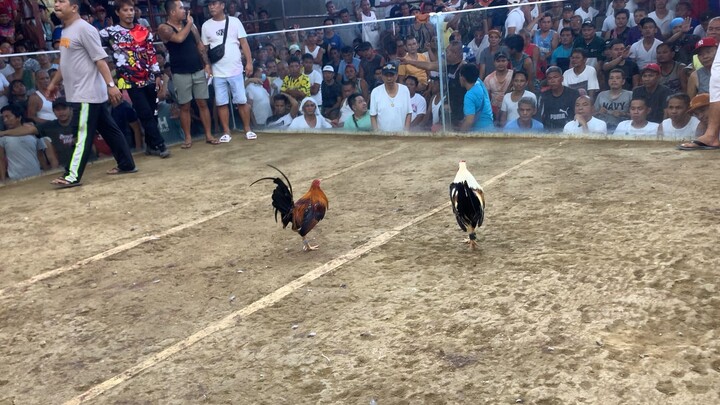 open ear stag vs cock grey.. pula samin..2nd fight win..