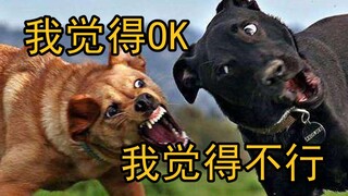 杠 精 行 为 大 赏
