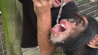 Ketika gorila minum jus kelapa, sepertinya sedang sendirian