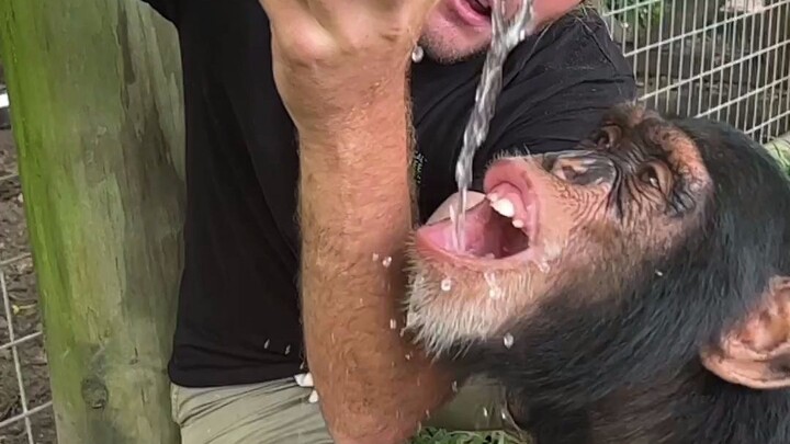 When the gorilla drinks coconut juice, it looks just like a human.