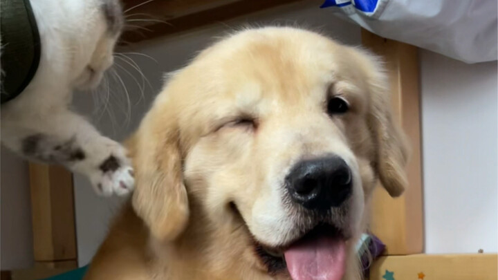 ระเบิดความแรงใส่ไปรอบนึง จนหมาเองยังหัวเราะออกมาเลย…