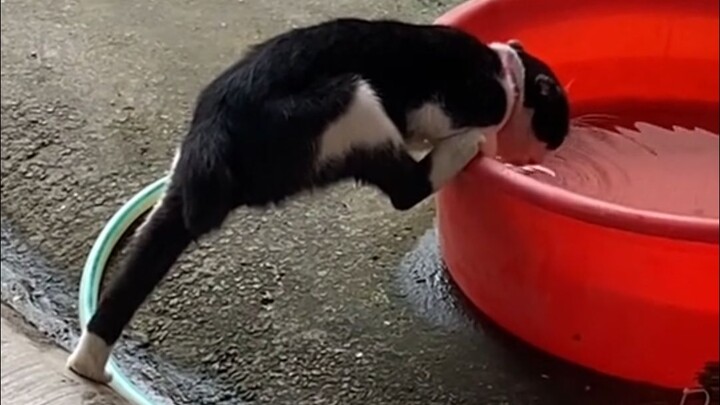 There’s definitely a reason why this kitten drinks water this way!