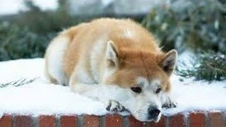 phim siêu ngắn cuộc đời chú chó Hachiko trung thành đợi chủ 10 năm