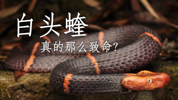 Stop falling for clickbait! The truth about the “deadliest” white-headed viper is right here.