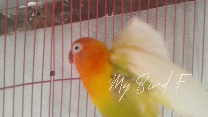 JOSS!!! Cukup DITEMPEL 1 menit, LOVEBIRD BISU nyaut NGEKEK, APALAGI Lovebird PAUD BALIBU