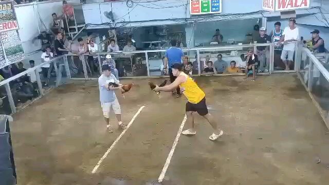 sabong
