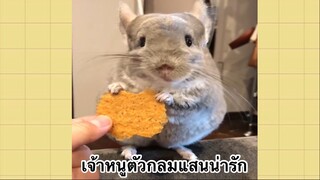 เพื่อนตัวน้อย สัตว์เลี้ยงแสนซน : เจ้าหนูตัวกลมแสนน่ารัก