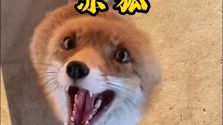 Red fox