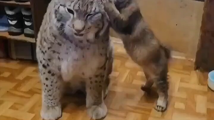 القط الكبير ببساطة محبوب!