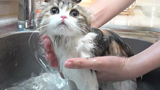 วันอาบน้ำลูกแมวไร้เดียงสา