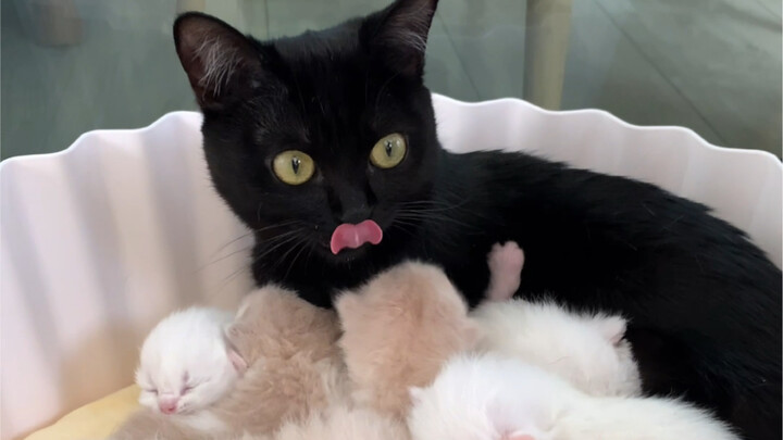 It turns out kittens shouldn't be separated from their mom too early, or they'll develop all sorts o