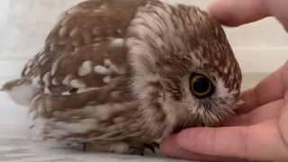 Furious Owl