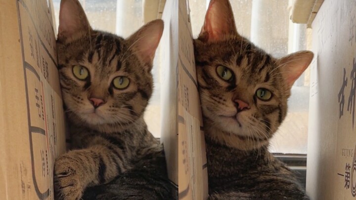 When guests come over, the socially anxious kitten hides behind a cardboard box—so endearing it almo