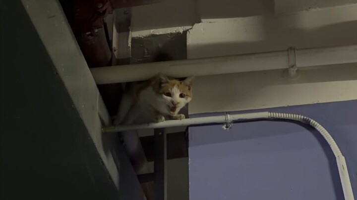 Saved a kitty