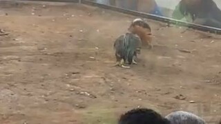 high breed (inilog) vs tinola lines (biya) biya wins